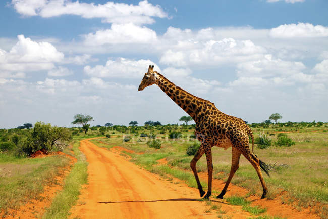 Kenya, Tsavo East, Girafa a atravessar a estrada de terra em Savannah — Fotografia de Stock