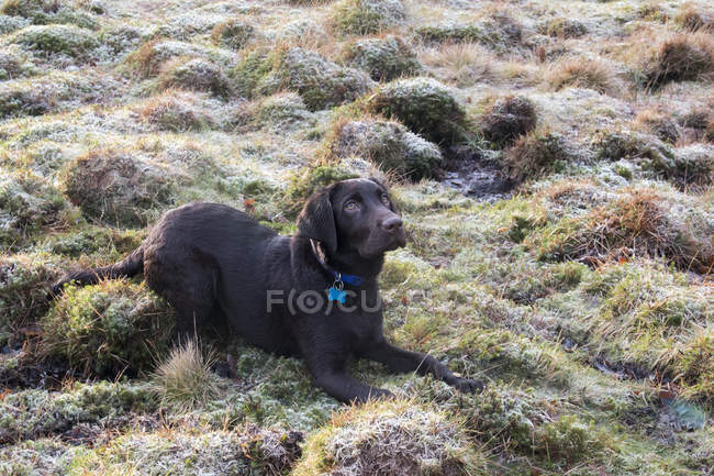 Chocolate labrador puppy lying down on frosty grass — Stock Photo