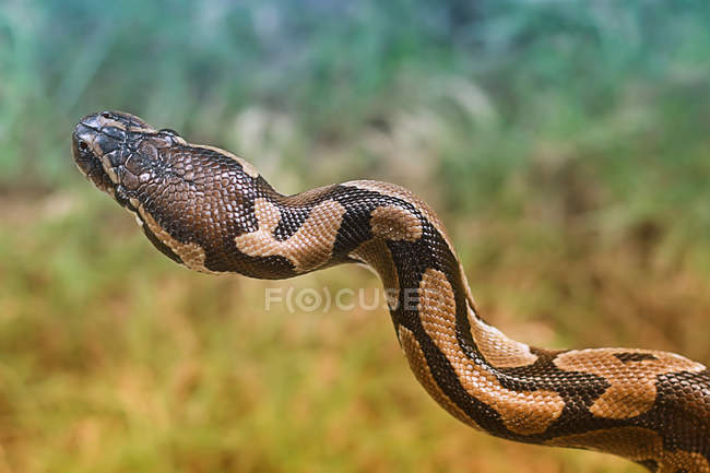 Close-up de bola selvagem Python na natureza — Fotografia de Stock