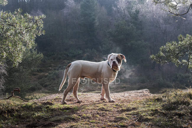 Viejo Tyme Bulldog en el parque a la luz del sol de la mañana - foto de stock