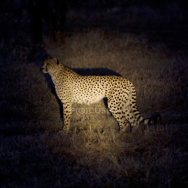 Alerted Cheetah standing on grass at night — Stock Photo