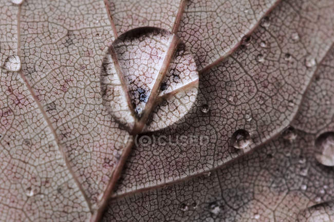 Vista close-up de gota de chuva na folha — Fotografia de Stock
