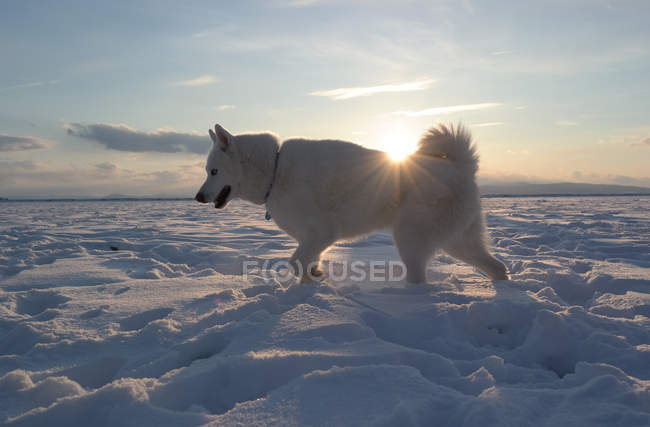 Белая собачка ходит по снегу — стоковое фото