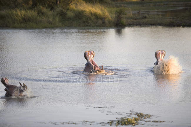 Três hipopótamos bocejando no rio, África do Sul — Fotografia de Stock
