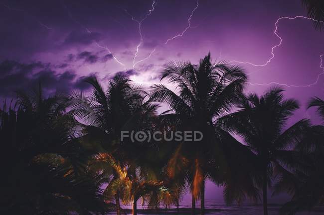 Мальовничий вид блискавки над пальмами — стокове фото