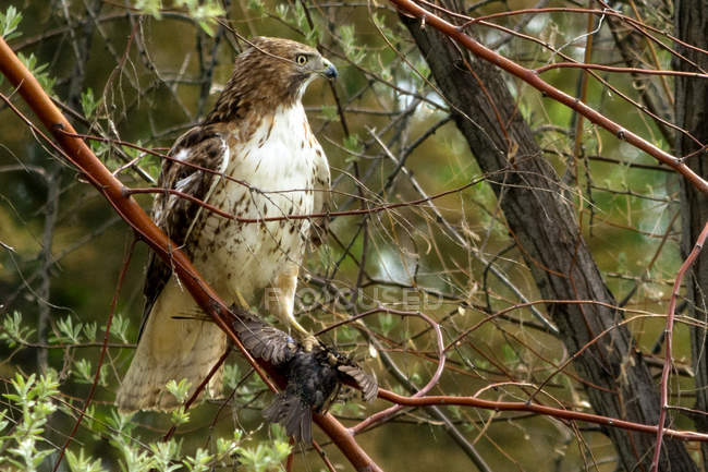 Hunting hawk sitting on tree branch, USA, Colorado — Stock Photo
