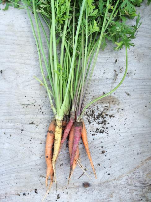 Zanahorias coloridas frescas recogidas con tallos en madera - foto de stock