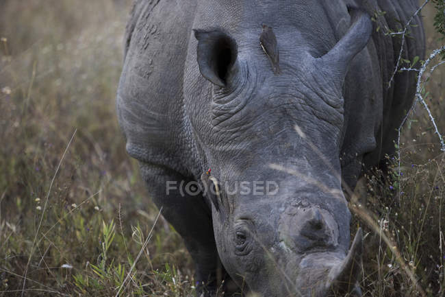 Vista de perto de Rhinoceros em arbusto na grama, África do Sul — Fotografia de Stock