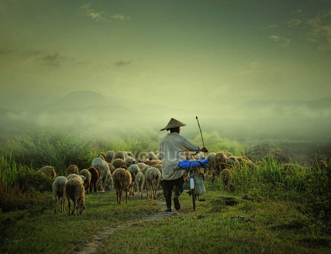 Shepherd walking with sheep and bicycle — Stock Photo