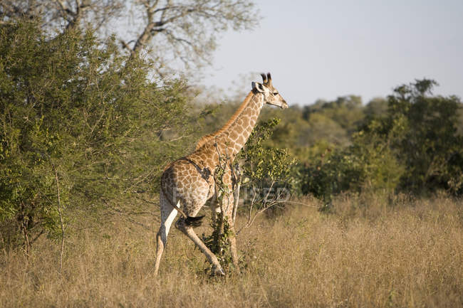 Hermosa jirafa salvaje en Safari, Sudáfrica, Parque Nacional Kruger - foto de stock