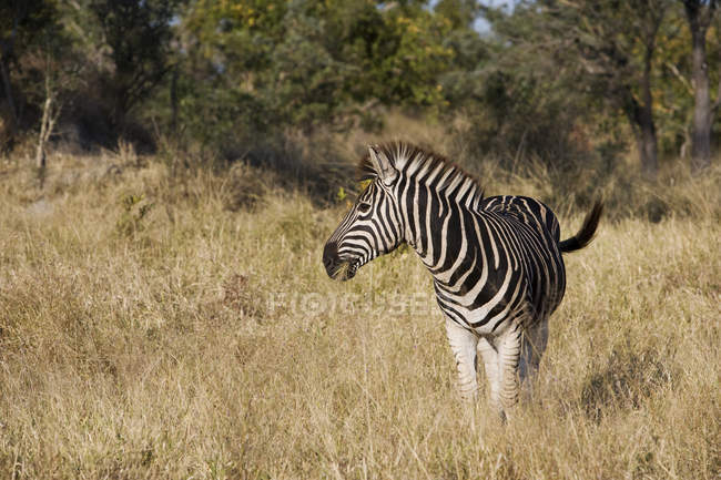 Зебра в дикой природе, Южная Африка, Лимпопо, Национальный парк Крюгера — стоковое фото