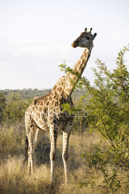 Girafa em safari olhando para a câmera, África do Sul, Parque Nacional Kruger — Fotografia de Stock