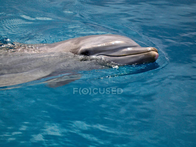 Primer plano del delfín gris nadando en el agua - foto de stock