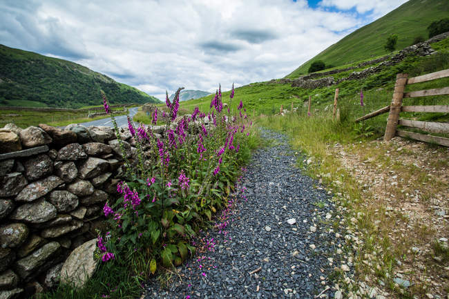 Muralla de piedra y flores silvestres en el camino en las montañas, Distrito de los Lagos, Cumbria, Inglaterra, Reino Unido - foto de stock