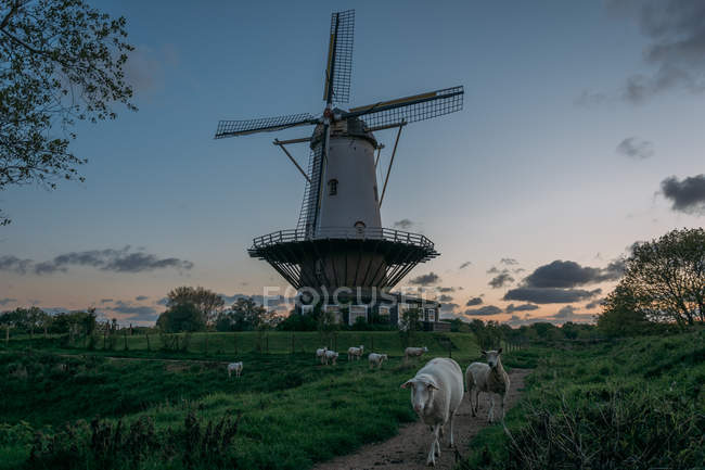 Vista panorámica del molino de viento y ovejas pastando al atardecer, Países Bajos, Zelanda, Veere - foto de stock