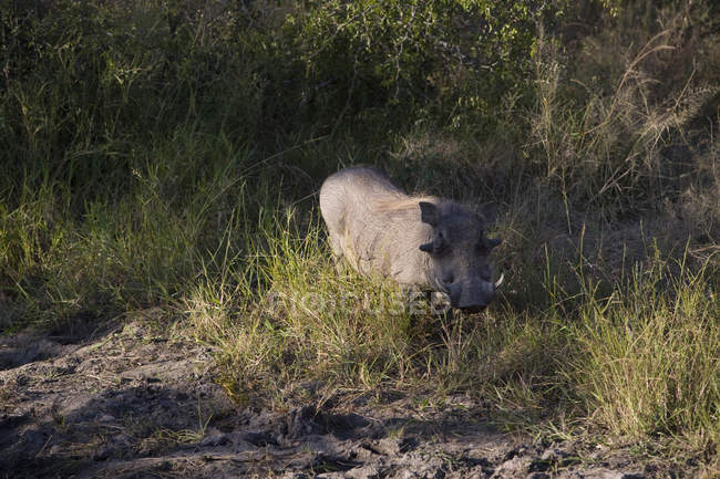 Vista cênica da caminhada warthog na grama longa — Fotografia de Stock