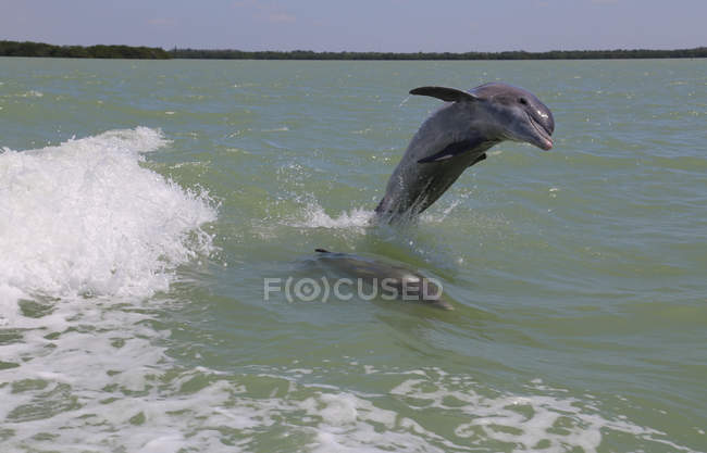 Vista panorámica del delfín saltando del océano - foto de stock