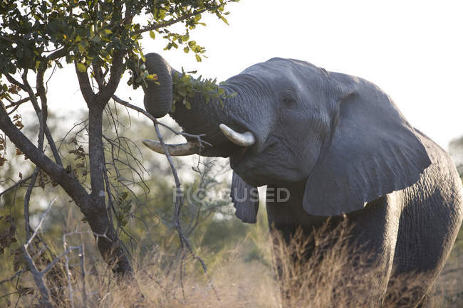 Wild african elephant feeding on leaves, South Africa — Stock Photo