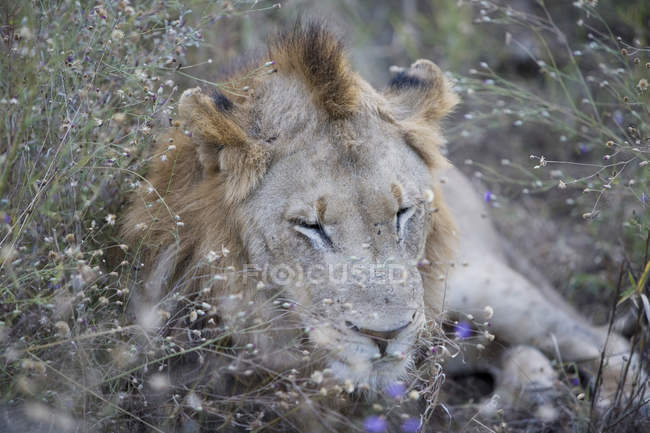 Lion dormant dans l'herbe longue, gros plan — Photo de stock