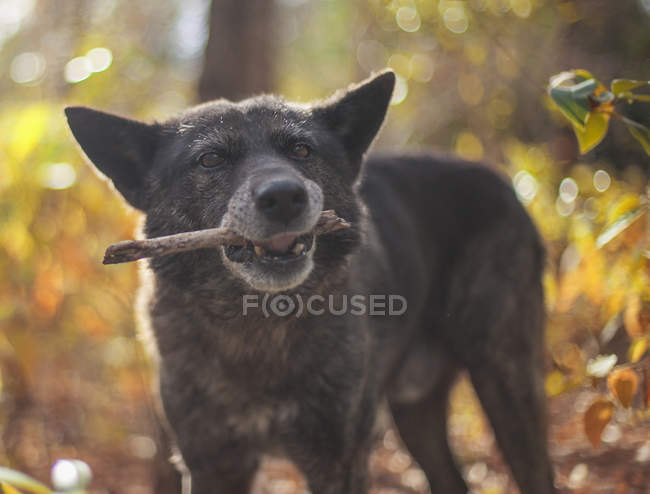 Cão segurando pau na boca, close-up — Fotografia de Stock