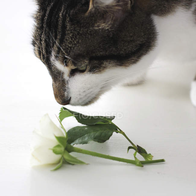 Primer plano de lindo gato olfateando flor - foto de stock
