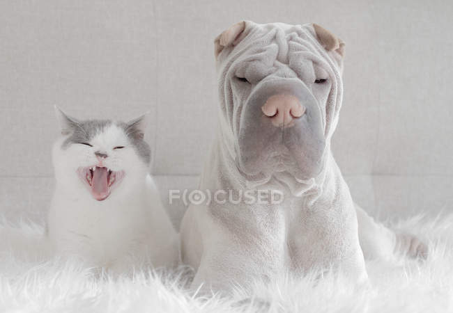 Вид спереди на милый шарпей и кошку, сидящих вместе на белом ковре — стоковое фото