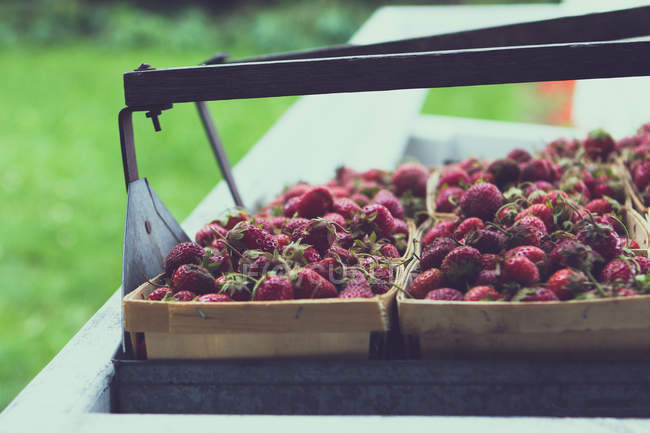 Fresh Strawberries in baskets at farmers market — Stock Photo