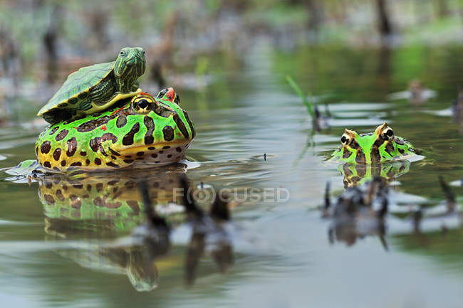 Turtle sitting on toad in water, closeup — Stock Photo