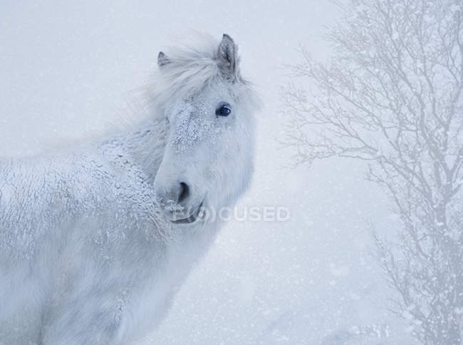 Белая лошадь смотрит боком в снег — стоковое фото