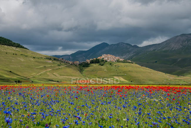 Italien, Umbrien, Perugia, Castelluccio, Landschaft mit blühendem Feld — Stockfoto