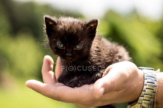 Nahaufnahme menschlicher Hand, die niedliches Kätzchen im Freien hält — Stockfoto