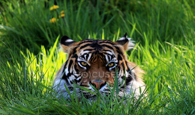 Tigre acostado en la hierba y mirando a la cámara - foto de stock
