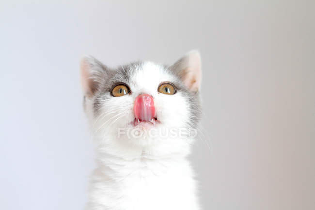 Retrato de gato hambriento con lengua, fondo blanco - foto de stock