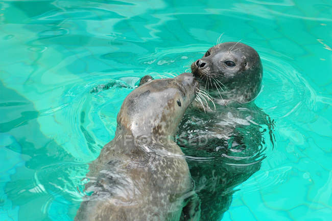 Dos adorables focas besándose en el agua - foto de stock