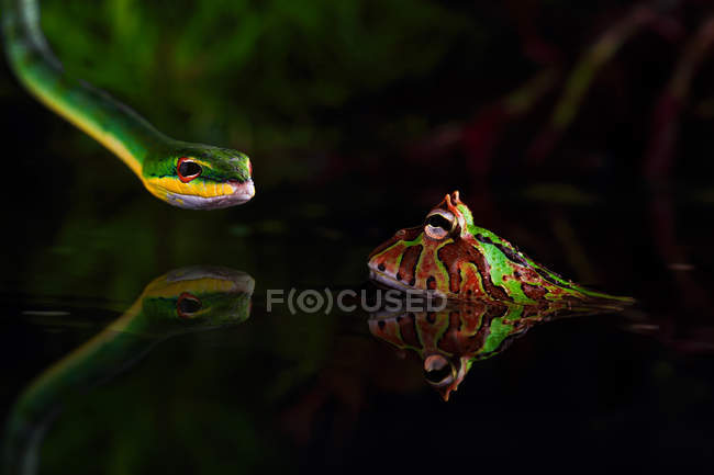 Крупным планом Змея охотится на жабу в озере — стоковое фото