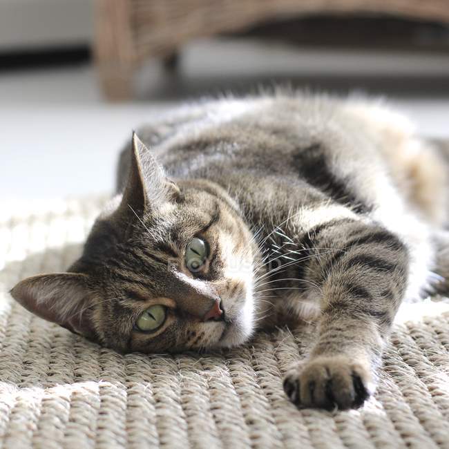 Bonito gato tabby deitado no tapete e olhando para a câmera — Fotografia de Stock