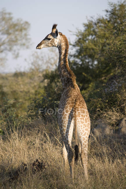 Вид сзади на жирафа, стоящего в траве, ЮАР — стоковое фото