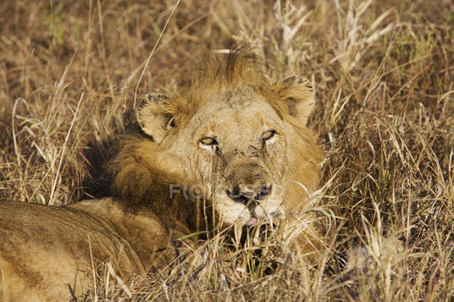 Majestuoso león acostado en la hierba larga en la naturaleza salvaje - foto de stock