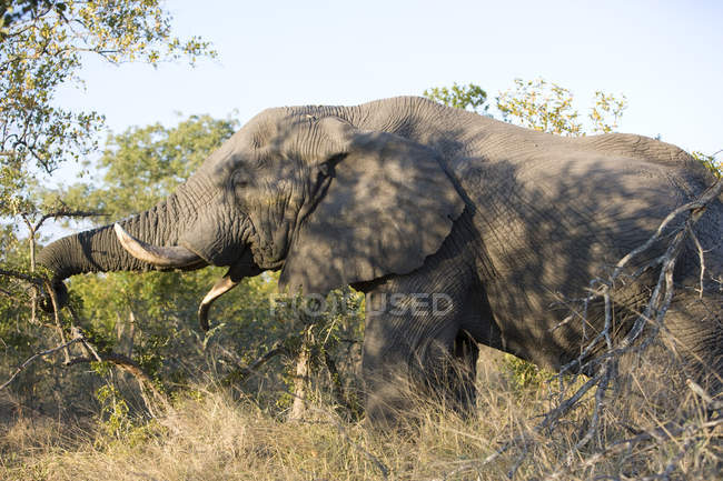 Elefante hermoso alimentándose en la naturaleza salvaje - foto de stock