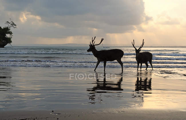 Silhouette von Hirschen, die am Strand spazieren, Schuppentiere, Westjava, Indonesien — Stockfoto