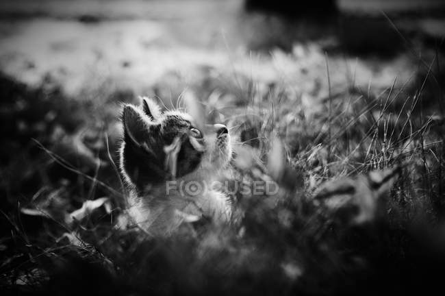 Lindo pequeño gato en hierba, monocromo - foto de stock