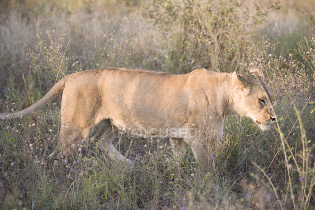 Lioness walking through long grass — Stock Photo