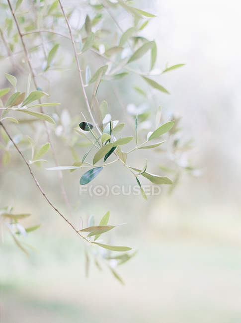 Vista de cerca de la rama de olivo toscana - foto de stock