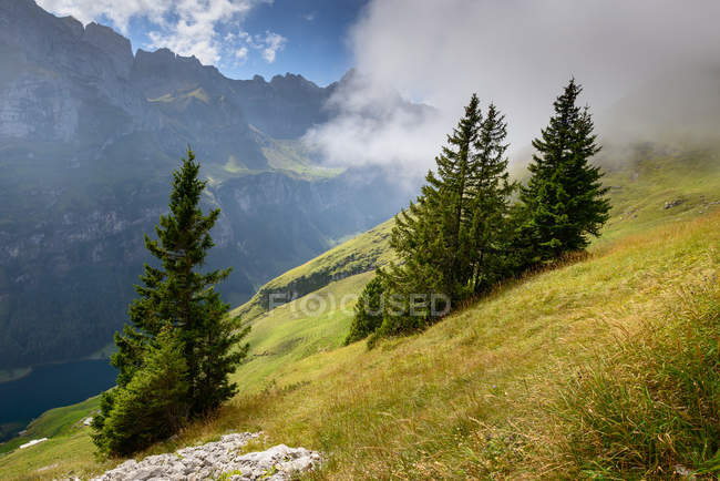 Suíça, Alpes Appenzell, Árvores de abeto crescendo na encosta da montanha gramínea — Fotografia de Stock