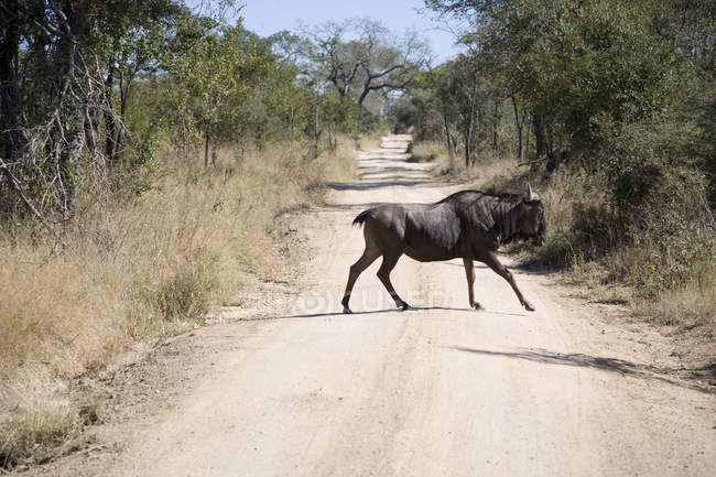 Cape Buffalo walking across dirt road, South Africa — Stock Photo
