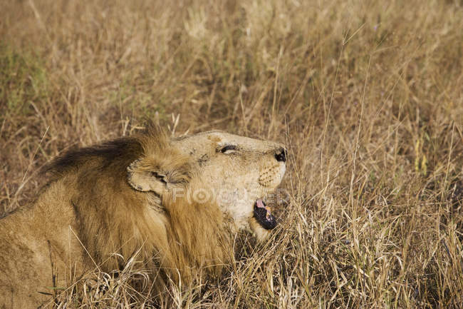 Dangerous majestic lion roaring at wild nature — Stock Photo