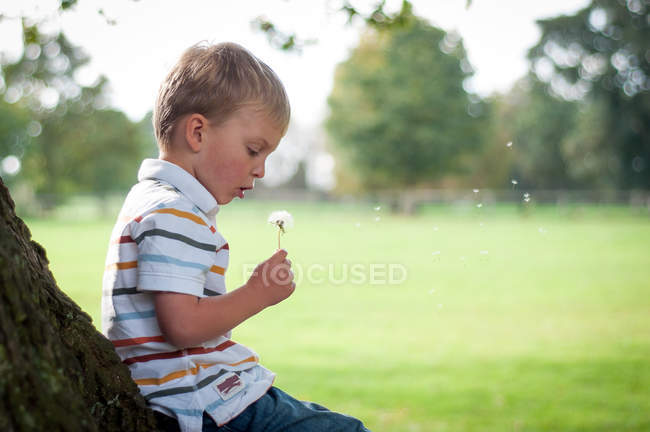 Мальчик, опирающийся на ствол дерева, дующий в одуванчик — стоковое фото