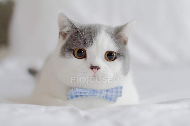 Cute adorable kitten with bow tie, closeup — Stock Photo