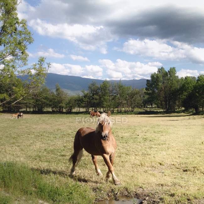 Horse running in pasture, Cerdanya, Spain — Stock Photo