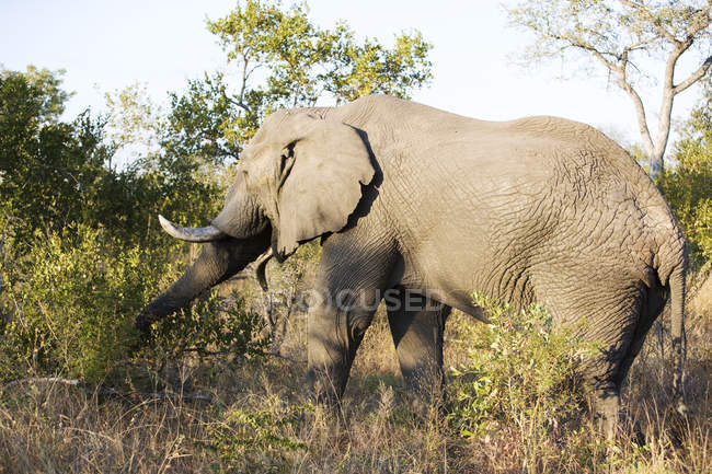 Elefante hermoso alimentándose en la naturaleza salvaje - foto de stock